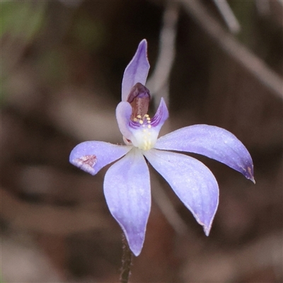 Caladenia caerulea (Blue Fingers, Blue Fairies) at Bethungra, NSW - 7 Oct 2025 by ConBoekel