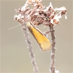 Philobota arabella (Concealer moth) at Bethungra, NSW - 7 Oct 2025 by ConBoekel