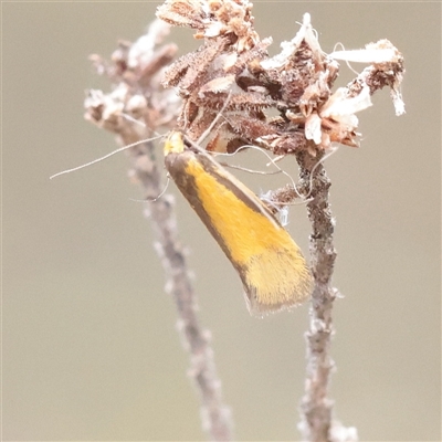 Philobota arabella (Concealer moth) at Bethungra, NSW - 7 Oct 2025 by ConBoekel