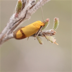 Plectobela zanclotoma (A Concealer moth (Wingia group) at Bethungra, NSW - 7 Oct 2025 by ConBoekel
