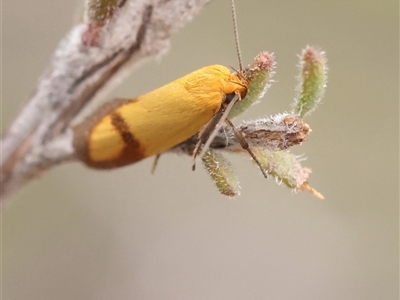 Plectobela zanclotoma (A Concealer moth (Wingia group) at Bethungra, NSW - 7 Oct 2025 by ConBoekel