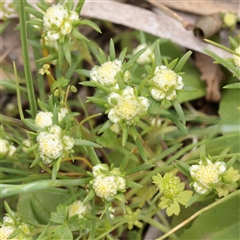Unverified Other Wildflower or Herb at Bethungra, NSW - 7 Oct 2025 by ConBoekel