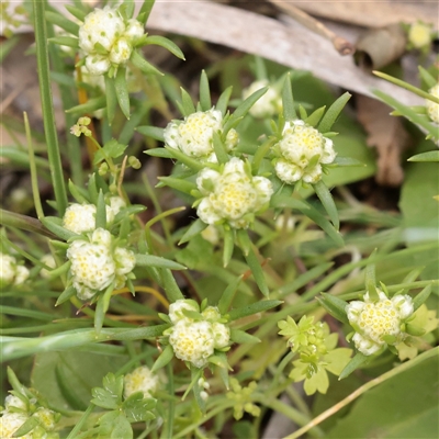 Unverified Other Wildflower or Herb at Bethungra, NSW - 7 Oct 2025 by ConBoekel