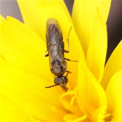 Symphyta (suborder) (Unidentified Sawfly) at Bethungra, NSW - 7 Oct 2025 by ConBoekel
