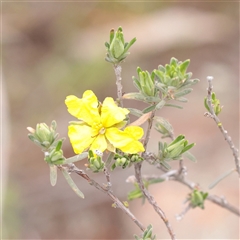 Unverified Other Shrub at Bethungra, NSW - 7 Oct 2025 by ConBoekel