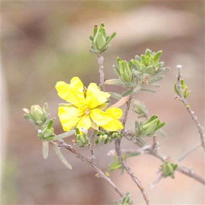 Unverified Other Shrub at Bethungra, NSW - 7 Oct 2025 by ConBoekel