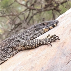 Varanus varius (Lace Monitor) at Bethungra, NSW - 7 Oct 2025 by ConBoekel