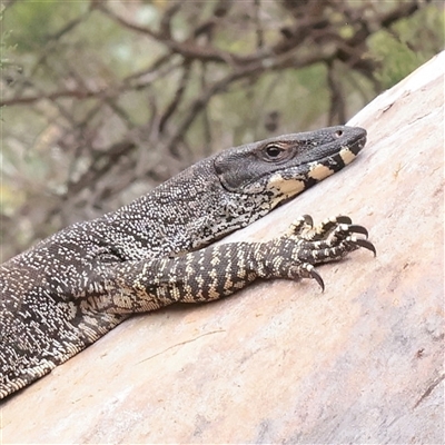 Varanus varius (Lace Monitor) at Bethungra, NSW - 7 Oct 2025 by ConBoekel