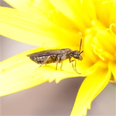 Symphyta (suborder) (Unidentified Sawfly) at Bethungra, NSW - 7 Oct 2025 by ConBoekel