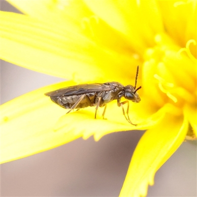 Symphyta (suborder) (Unidentified Sawfly) at Bethungra, NSW - 7 Oct 2025 by ConBoekel