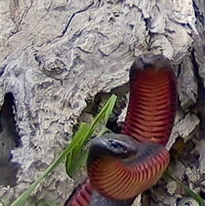 Pseudechis porphyriacus (Red-bellied Black Snake) at Wallaroo, NSW - 12 Oct 2025 by Jek