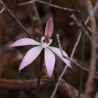 Caladenia fuscata at Bethungra, NSW - 7 Oct 2025 by ConBoekel