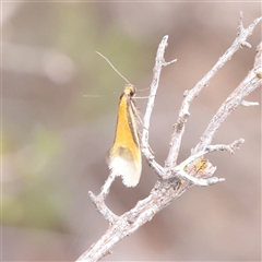 Philobota arabella (Concealer moth) at Bethungra, NSW - 7 Oct 2025 by ConBoekel