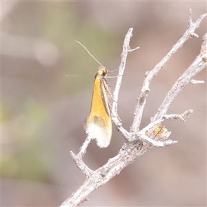 Philobota arabella (Concealer moth) at Bethungra, NSW - 7 Oct 2025 by ConBoekel