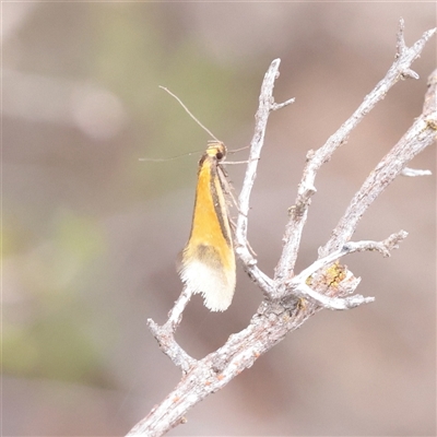 Philobota arabella (Concealer moth) at Bethungra, NSW - 7 Oct 2025 by ConBoekel