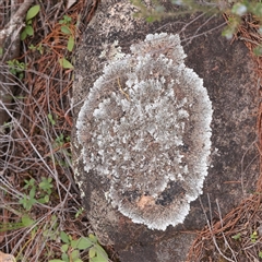 Unverified Lichen at Bethungra, NSW - 7 Oct 2025 by ConBoekel