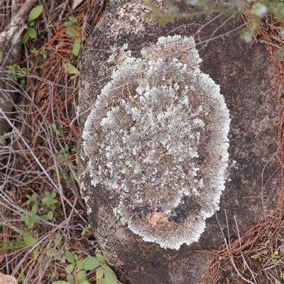Unverified Lichen at Bethungra, NSW - 7 Oct 2025 by ConBoekel