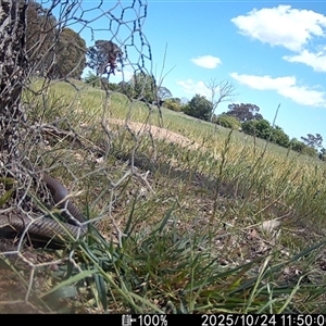 Pseudonaja textilis (Eastern Brown Snake) at Wallaroo, NSW - 24 Oct 2025 by Jek