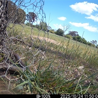 Pseudonaja textilis (Eastern Brown Snake) at Wallaroo, NSW - 24 Oct 2025 by Jek