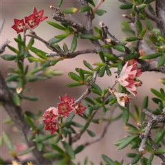 Unverified Other Shrub at Bethungra, NSW - 7 Oct 2025 by ConBoekel