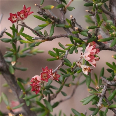 Unverified Other Shrub at Bethungra, NSW - 7 Oct 2025 by ConBoekel