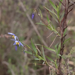Unverified Other Wildflower or Herb at Bethungra, NSW - 7 Oct 2025 by ConBoekel