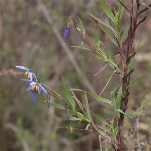 Unverified Other Wildflower or Herb at Bethungra, NSW - 7 Oct 2025 by ConBoekel
