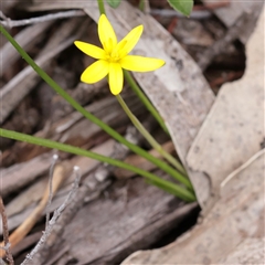 Tricoryne elatior at Bethungra, NSW - 7 Oct 2025 by ConBoekel