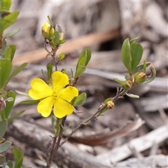 Unverified Other Shrub at Bethungra, NSW - 7 Oct 2025 by ConBoekel
