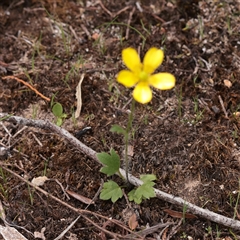 Unverified Daisy at Bethungra, NSW - 7 Oct 2025 by ConBoekel