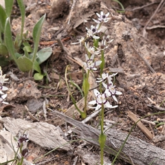 Wurmbea dioica subsp. dioica (Early Nancy) at Bethungra, NSW - 7 Oct 2025 by ConBoekel
