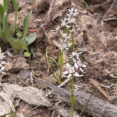 Wurmbea dioica subsp. dioica (Early Nancy) at Bethungra, NSW - 7 Oct 2025 by ConBoekel