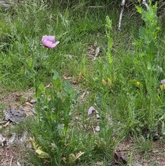 Papaver somniferum (Opium Poppy) at Watson, ACT - 3 Nov 2025 by HappyWanderer