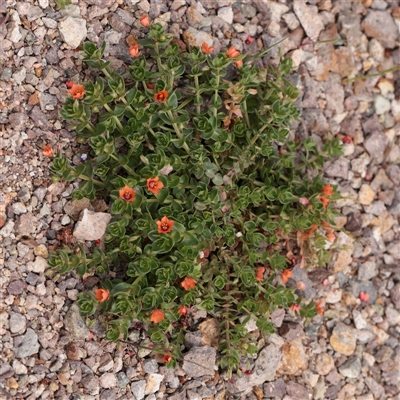 Unverified Other Wildflower or Herb at Bethungra, NSW - 7 Oct 2025 by ConBoekel