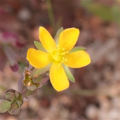 Hypericum japonicum at Bethungra, NSW - 7 Oct 2025 by ConBoekel