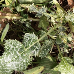 Silybum marianum (Variegated Thistle) at Bethungra, NSW - 7 Oct 2025 by ConBoekel