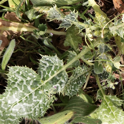 Silybum marianum (Variegated Thistle) at Bethungra, NSW - 7 Oct 2025 by ConBoekel