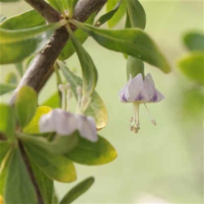 Unverified Other Shrub at Bethungra, NSW - 7 Oct 2025 by ConBoekel