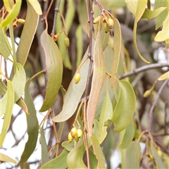 Amyema miquelii at Bethungra, NSW - 7 Oct 2025 by ConBoekel