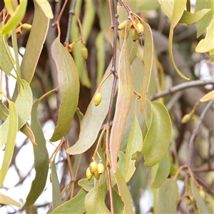 Amyema miquelii at Bethungra, NSW - 7 Oct 2025 by ConBoekel
