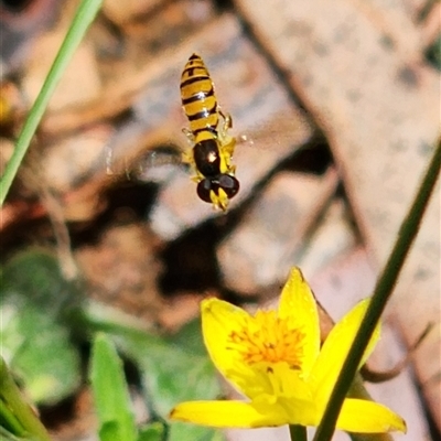 Sphaerophoria sp. (genus) (A hoverfly) at Gundaroo, NSW - 2 Nov 2025 by Gunyijan