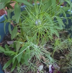 Unverified Plant by ploffskinpluffskin