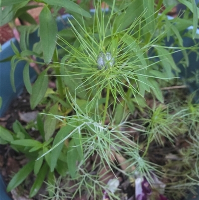 Unverified Plant at  - suppressed by ploffskinpluffskin