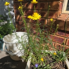 Xerochrysum viscosum (Sticky Everlasting) at Dunlop, ACT - 6 Nov 2025 by ploffskinpluffskin