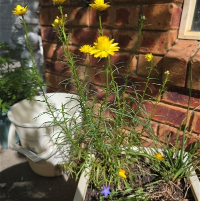 Xerochrysum viscosum (Sticky Everlasting) at Dunlop, ACT - 6 Nov 2025 by ploffskinpluffskin