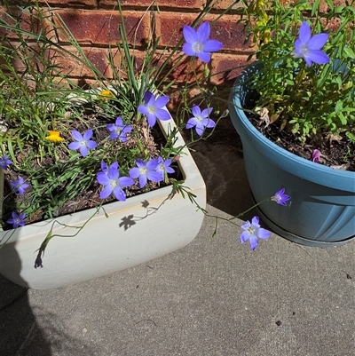 Wahlenbergia sp. (Bluebell) at Dunlop, ACT - 6 Nov 2025 by ploffskinpluffskin