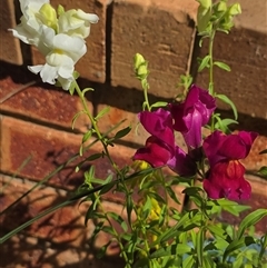 Unverified Plant by ploffskinpluffskin