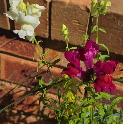 Unverified Plant at  - suppressed by ploffskinpluffskin