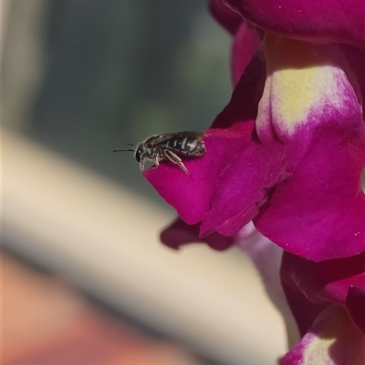 Lasioglossum (Chilalictus) sp. (genus & subgenus) (Halictid bee) at Dunlop, ACT - 6 Nov 2025 by ploffskinpluffskin