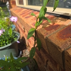 Unverified Plant by ploffskinpluffskin